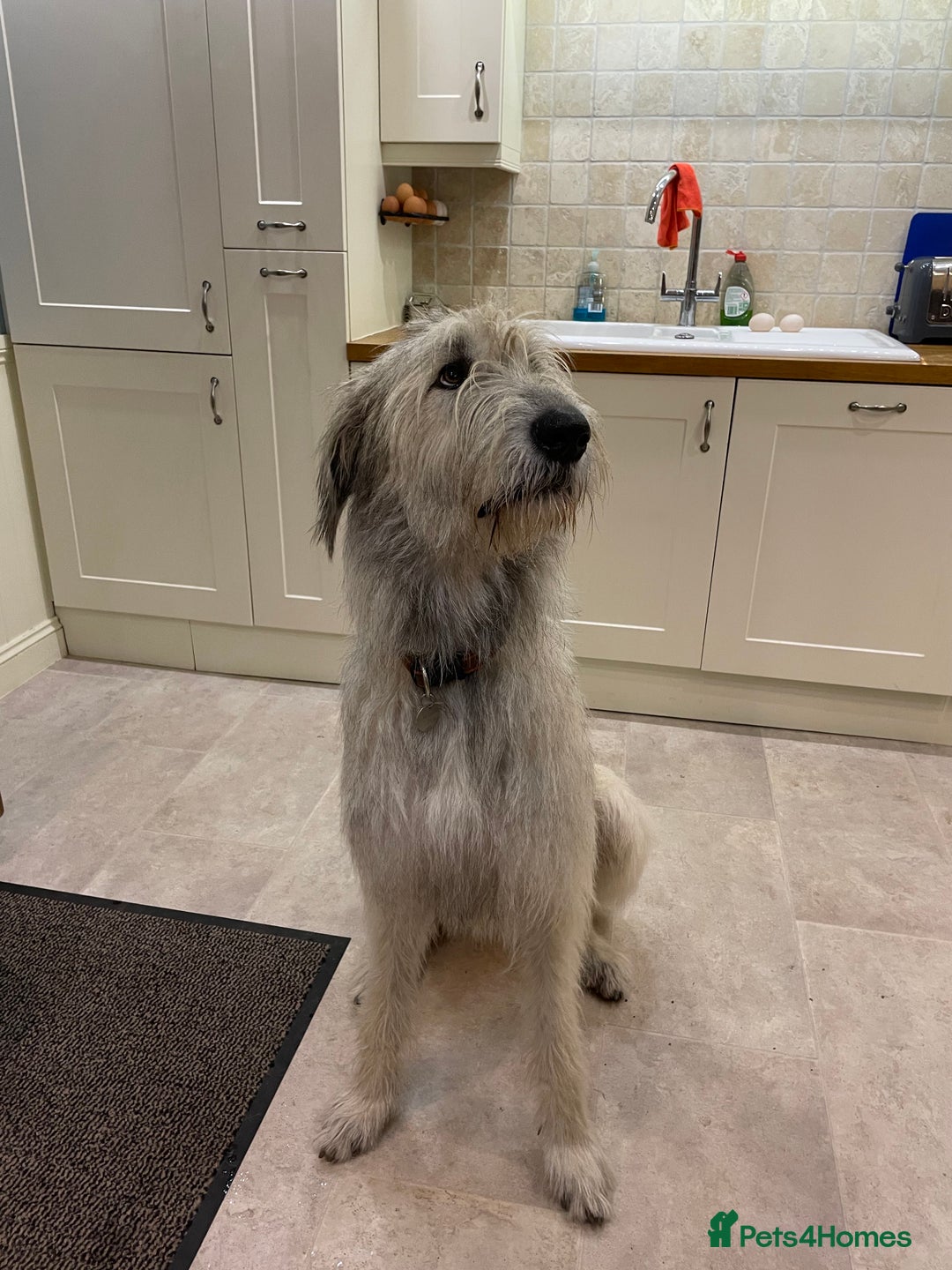 Irish Wolfhound dogs for sale: Irish Wolfhound full pedigree puppies for sale  - Advert 9