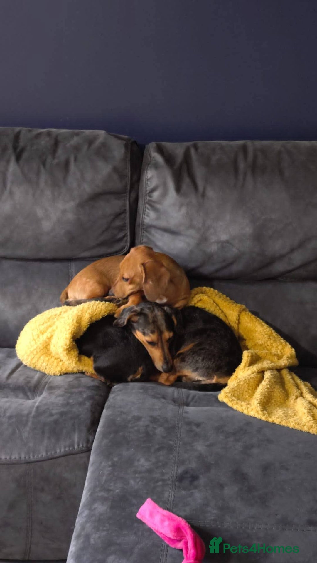 Miniature Dachshund dogs for sale: 7 month shaded cream dapple girl -read in full pls - Advert 4