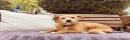 Mixed Breed dogs for adoption: Beautiful Bonnie 🩷 in Hailsham - Advert 13