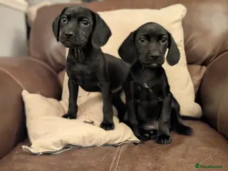 Mixed Breed dogs REDUCED Cockerdales READY NOW 2 GIRLS - Advert 1