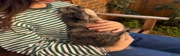 French Lop rabbits for sale: French Lop female bunny in London - Advert 2