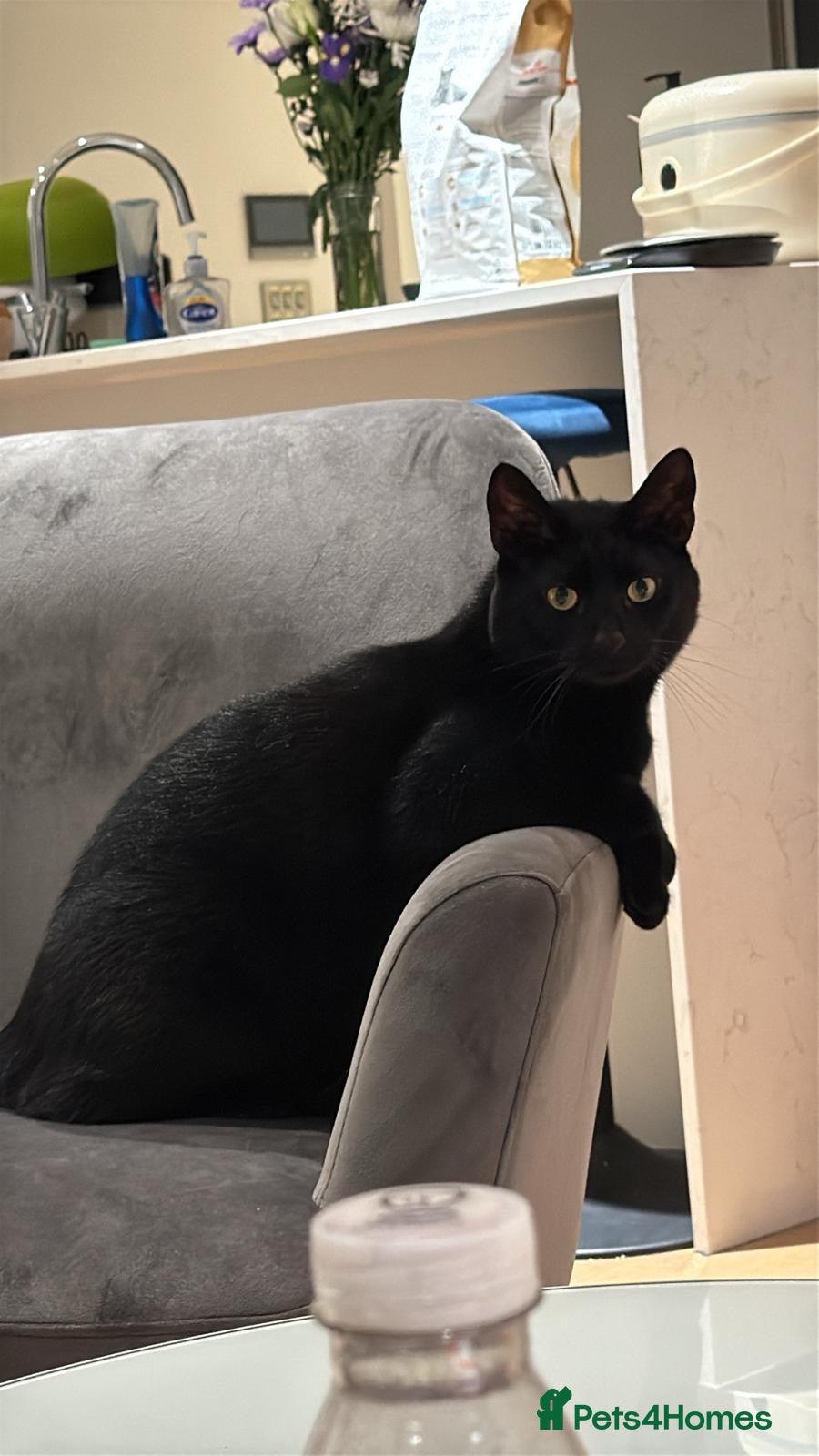 British Shorthair cats for sale: Toothless – Lovely Cat Looking for a Loving Home - Advert 4