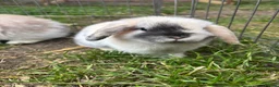 Mini Lop rabbits for sale: Harli mini lop male - Advert 7