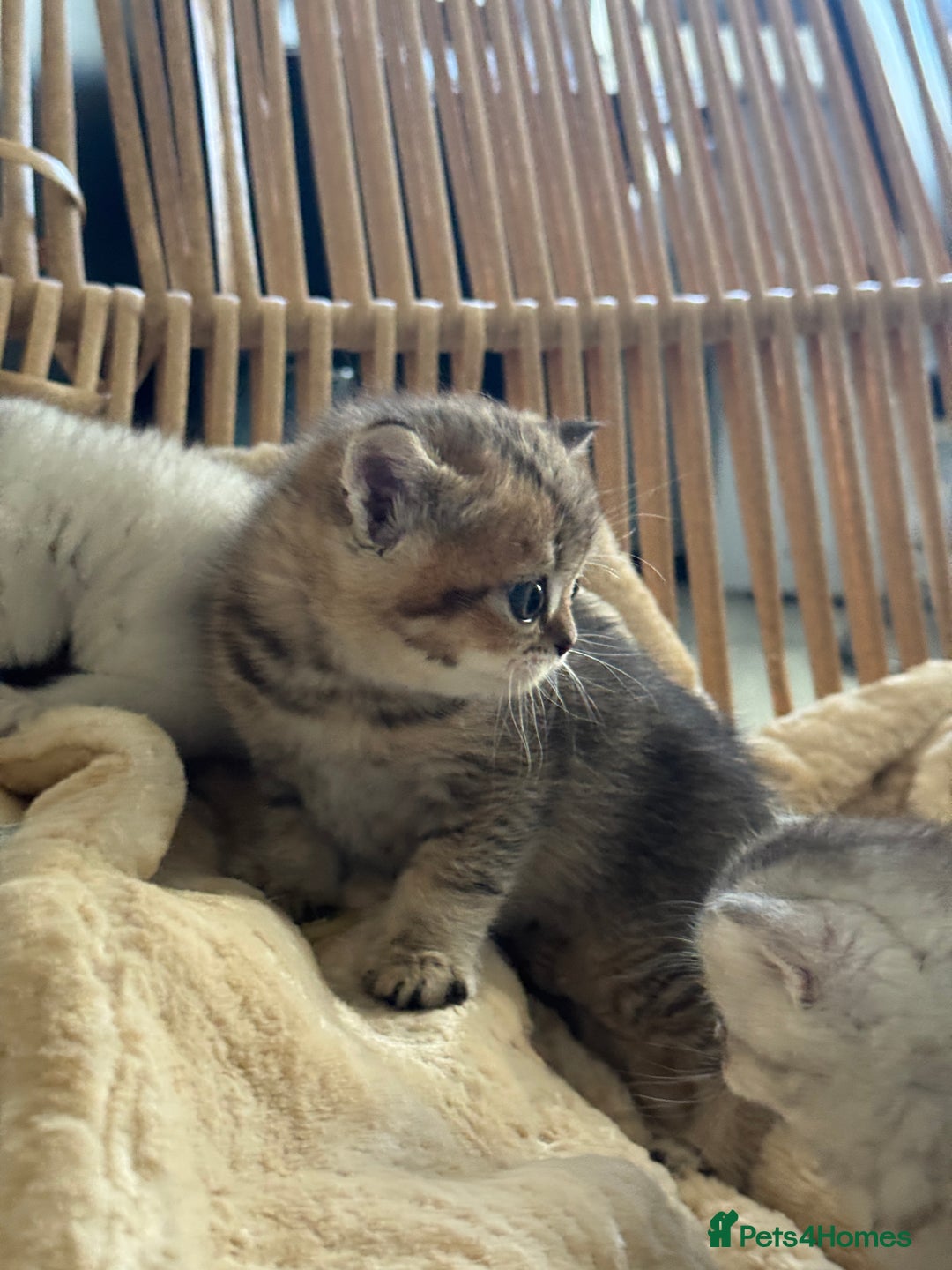 British Shorthair cats for sale: 2 Outstanding BSHLitter Chinchilla &Classic Lines) - Advert 27