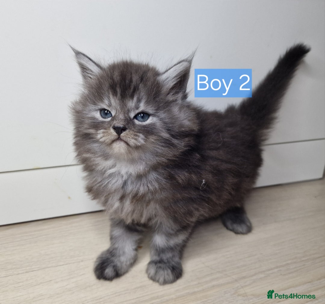 Maine Coon cats for sale: 4 mainecoon kittens looking for home in Bury - Advert 26