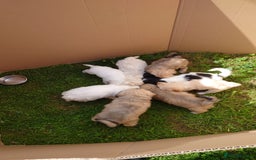 Zuchon dogs for sale: Zuchon Puppies for sale 6 Male and 2 Female  - Image 2