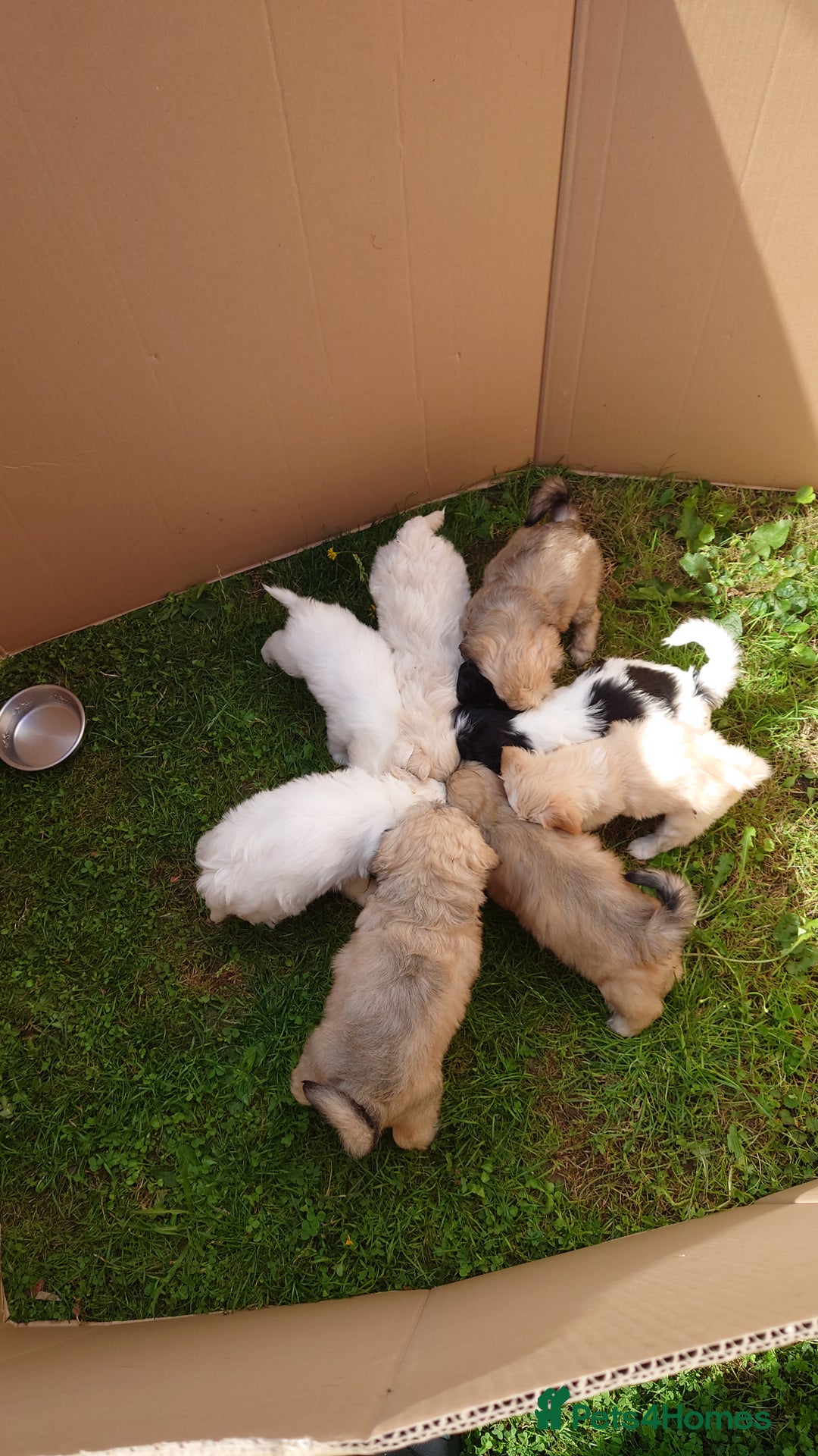 Zuchon dogs for sale: Zuchon Puppies for sale 6 Male and 2 Female  - Image 2