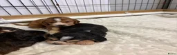 Cocker Spaniel dogs for sale: Stunning litter of show cocker puppies  in Kidwelly - Advert 23