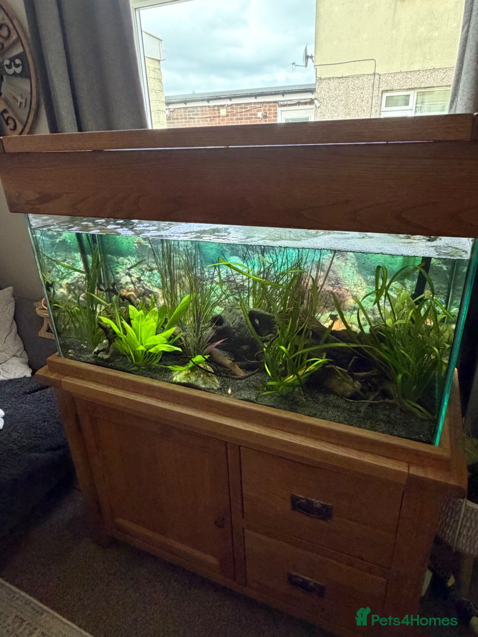 Other/Mixed Breed fish Lovely set up for sale  - Advert 6