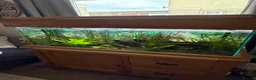 Other/Mixed Breed fish for sale: Lovely set up for sale  - Advert 1