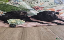 Mixed Breed dogs for adoption: A joint home needed for two Grandma’s - Image 7