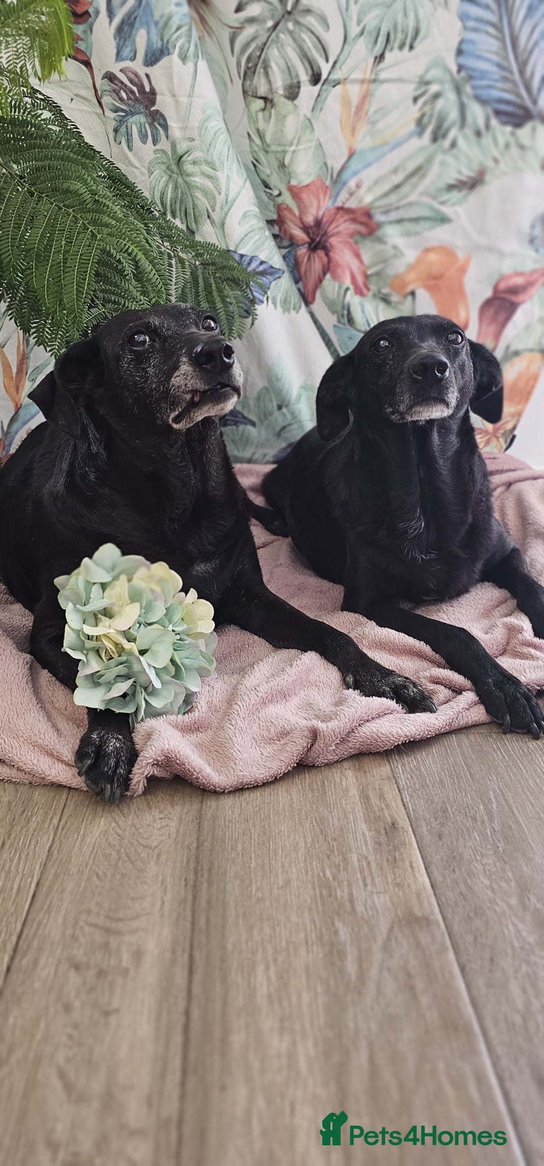 Mixed Breed dogs for adoption: A joint home needed for two Grandma’s - Image 7
