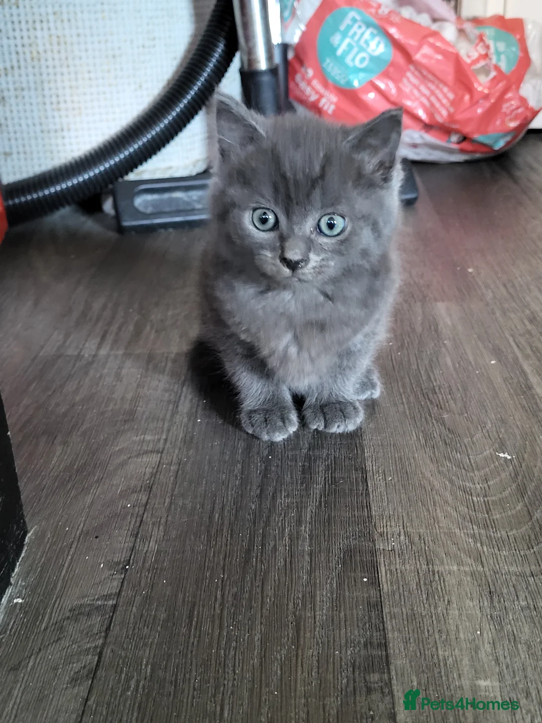 Mixed Breed cats for sale: Beautiful mixed kittens  - Advert 1