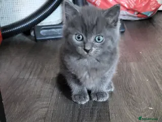 Mixed Breed cats Beautiful mixed kittens - Advert 1