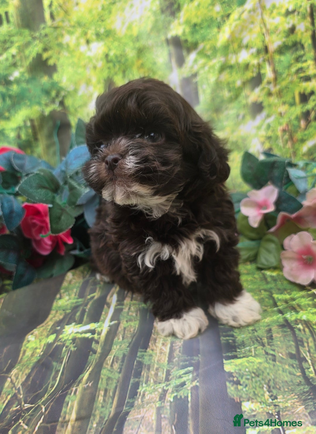 Shihpoo dogs for sale: F1 TOY SHIHPOO puppies, platinum choc champagne - Image 7