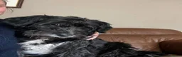 Mixed Breed dogs for adoption: Meet Livi, currently residing in Cheshire - Advert 5