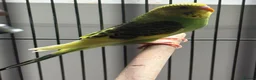 Budgerigars birds for sale: Baby budgies  in Broadstairs - Advert 3