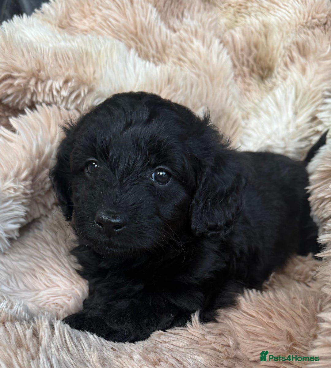 Mixed Breed dogs for sale: Daxipoo pups  - Advert 4