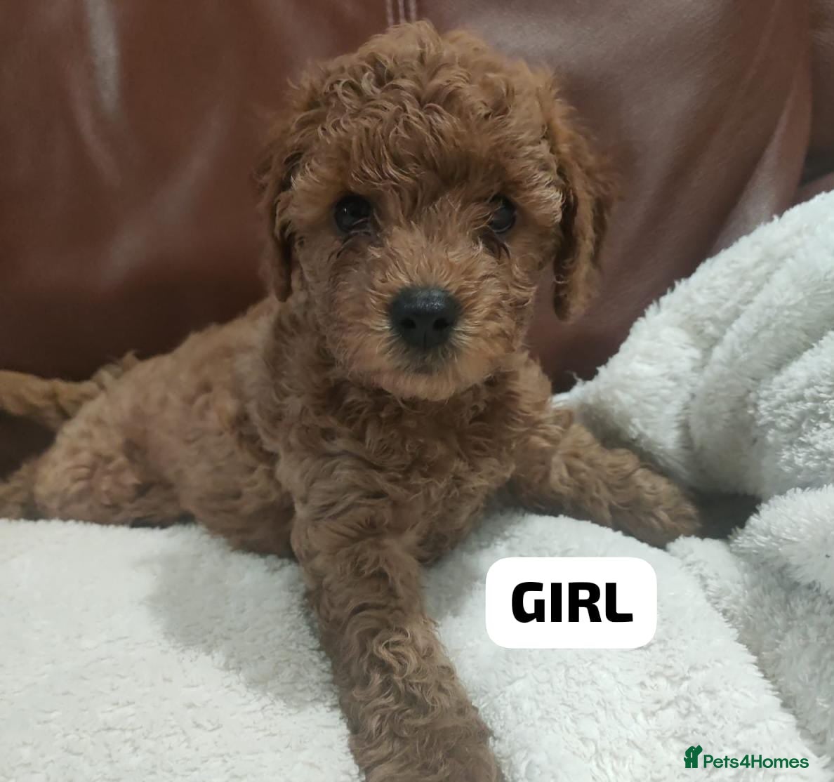 Cavapoo dogs Red cavapoo puppies - Advert 1