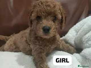 Cavapoo dogs Red cavapoo puppies - Advert 1