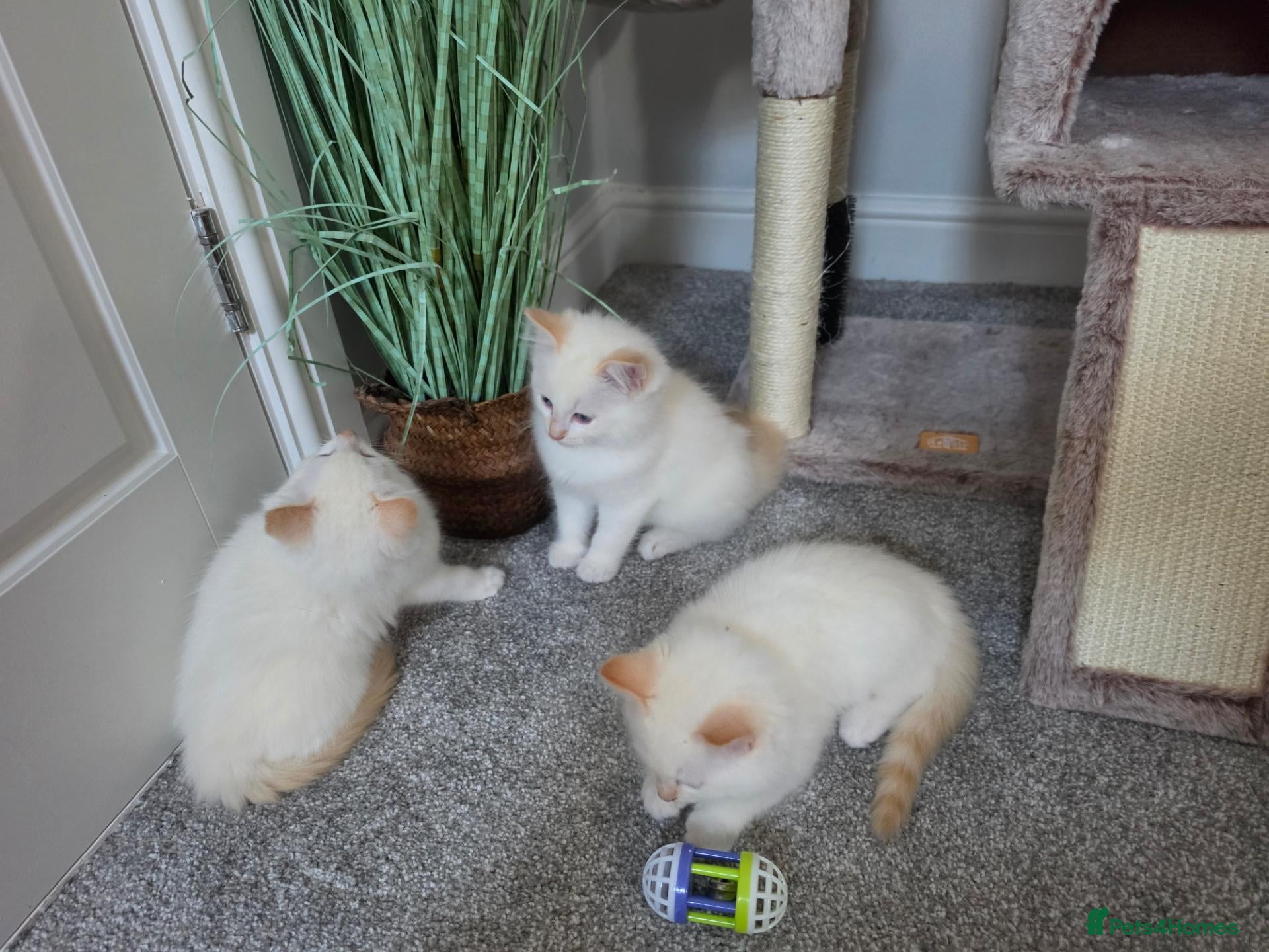Ragdoll cats GCCF Registered Apricot/Cream boys. - Advert 2