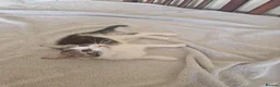 Mixed Breed cats for sale: Kitten for sale  - Advert 11