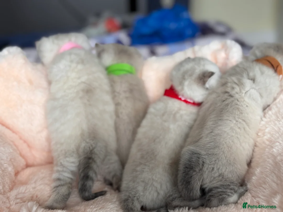 British Shorthair cats for stud: GCCF Active BSH Cream/Ginger ColourPointed  in London - Advert 15