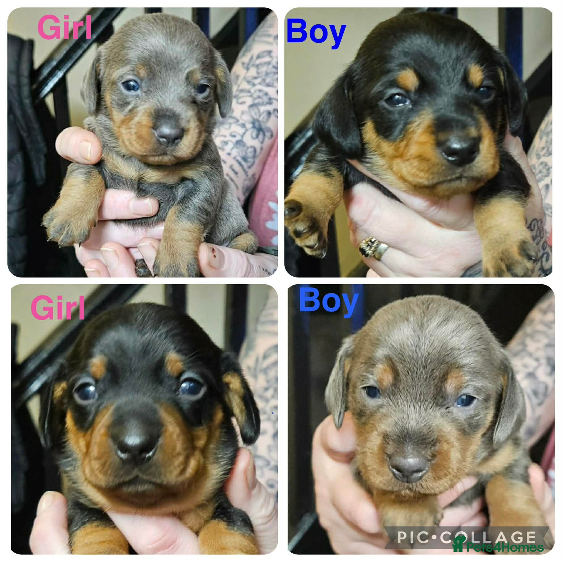 Dachshund dogs Miniature Dachshunds - Advert 8