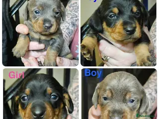 Dachshund dogs Miniature Dachshunds - Advert 8