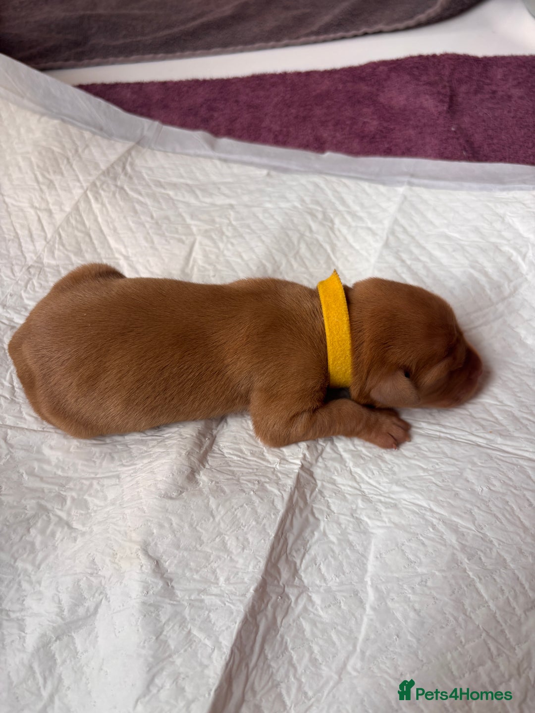 Labrador Retriever dogs for sale: KC Reg ‘Fox Red’ Labrador Retrievers  - Image 20