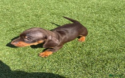 Miniature Dachshund dogs for sale: Kc miniature dachshund  ready now 🐶 in Manchester - Image 6