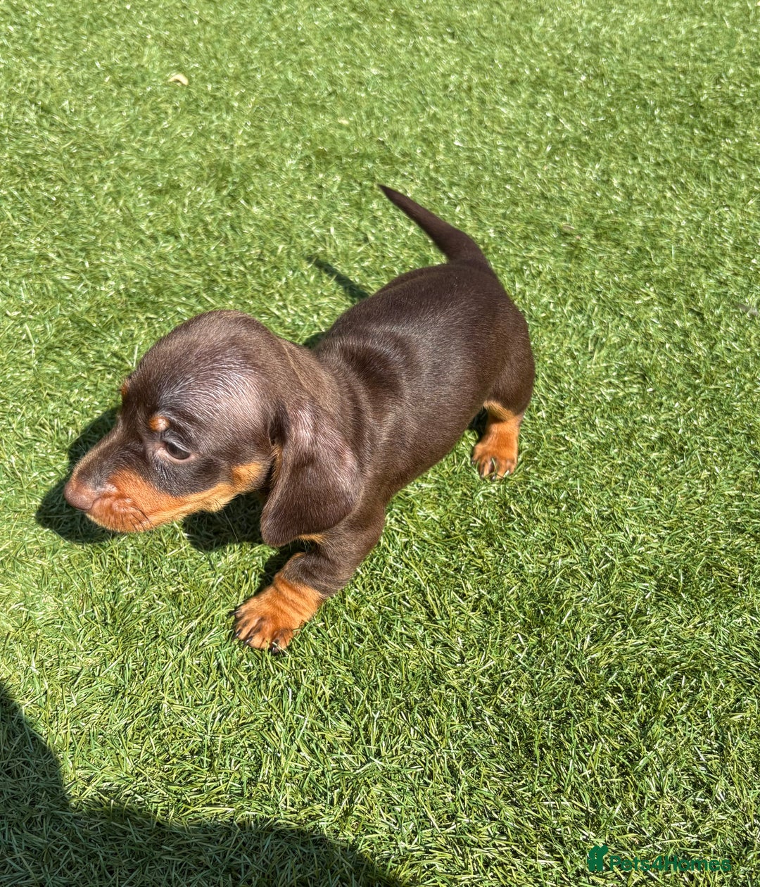Miniature Dachshund dogs for sale: Kc miniature dachshund  ready now 🐶 in Manchester - Image 6