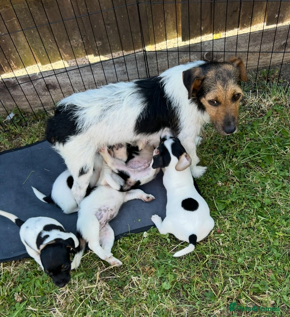 Jack Russell dogs Jack Russell puppies - Advert 1