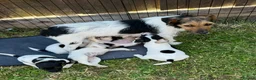 Jack Russell dogs for sale: Jack Russell puppies in Sandhurst - Advert 1