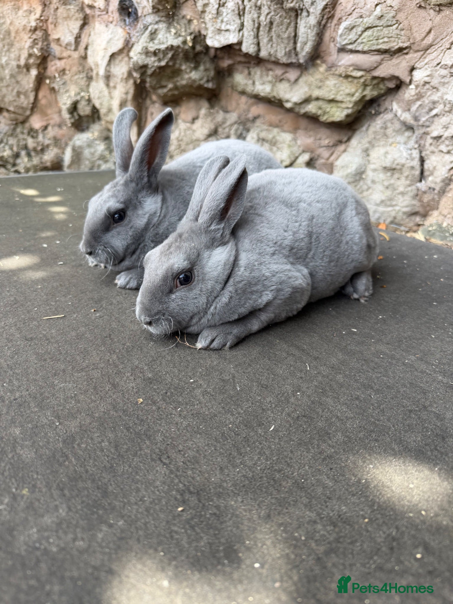 Rex rabbits Beautiful Baby  Blue mini Rex Rabbits  - Advert 8