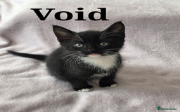 Domestic Shorthair cats for sale: domesticated shorthair kittens - Image 2