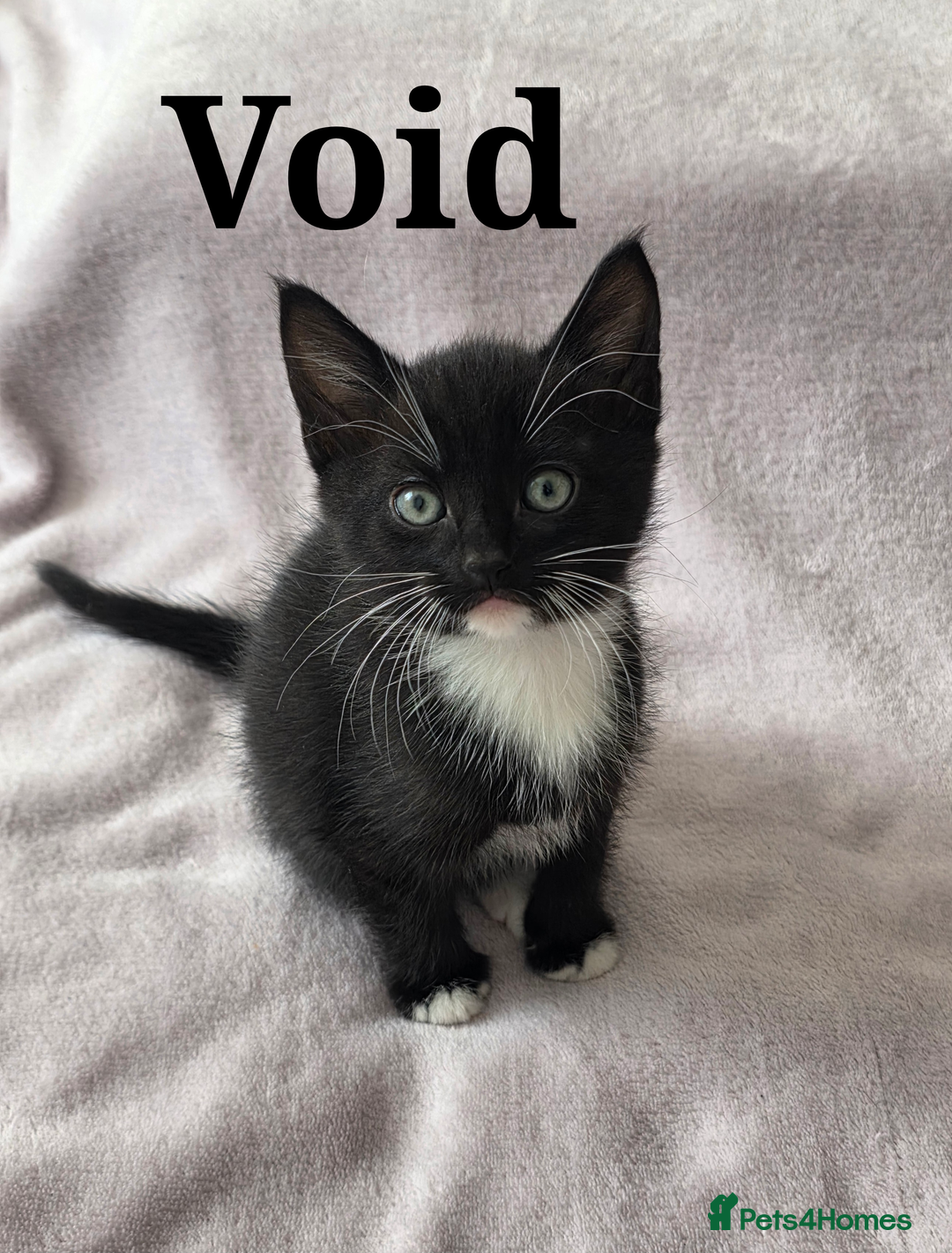 Domestic Shorthair cats for sale: domesticated shorthair kittens - Image 2