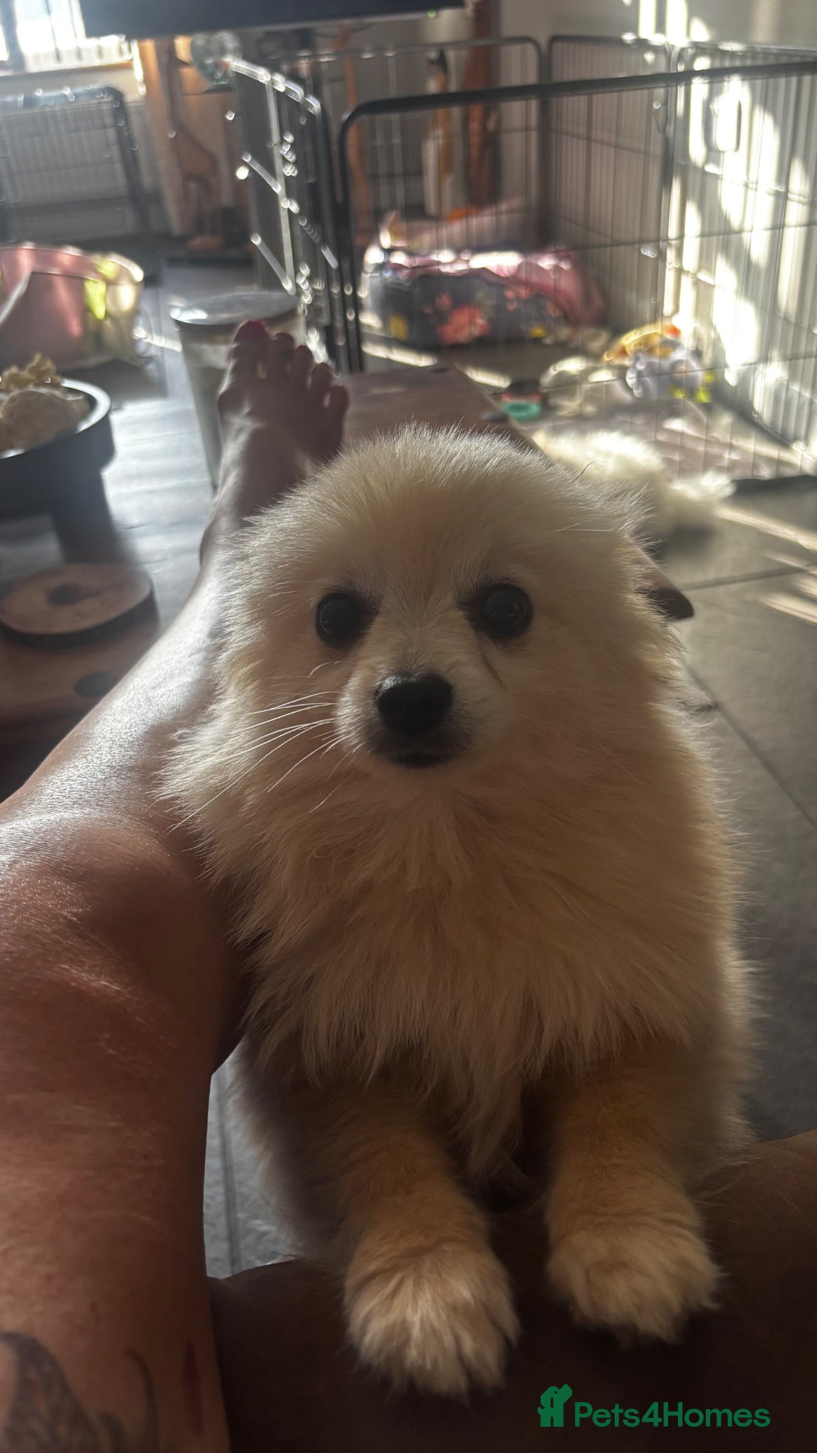 Pomeranian dogs Dixie beautiful lovely Pomeranian   Reduce  - Advert 11