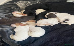 Cocker Spaniel dogs for sale: Cocker spaniel puppies for sale  - Image 1
