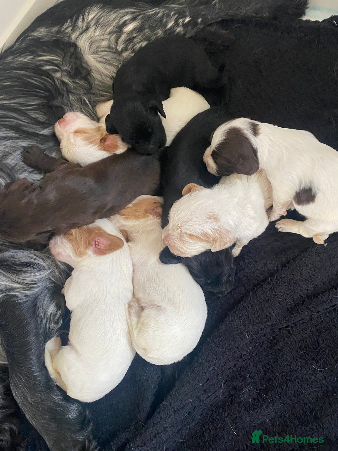 Cocker Spaniel dogs for sale: Cocker spaniel puppies for sale  - Image 1