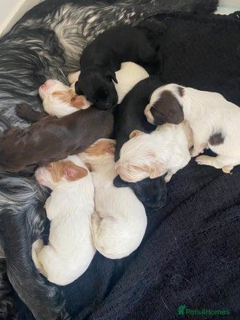 Cocker Spaniel dogs - Advert 13