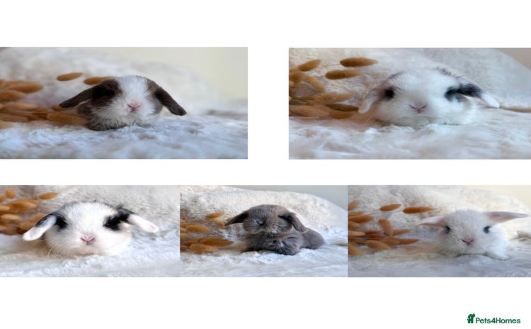 Angora rabbits - Advert 1