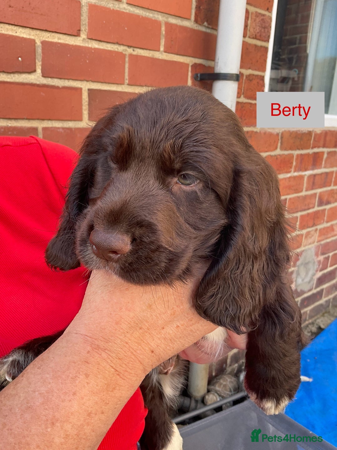 Sprocker dogs for sale: Sprockers 3/4 Cocker spaniel puppies for sale - Image 21