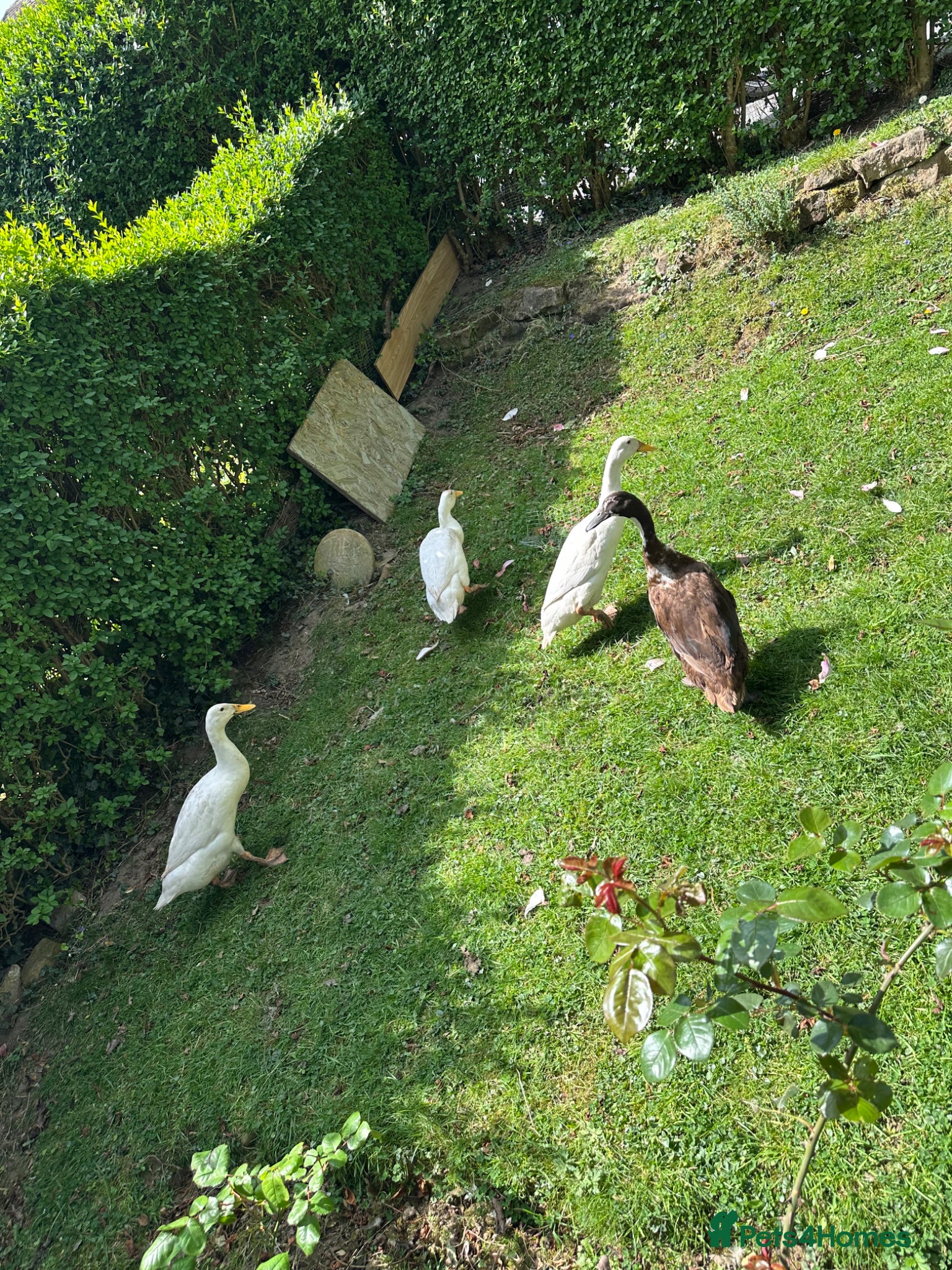 Ducks poultry Indian runner duck/ females  - Advert 10