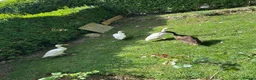 Ducks poultry for sale: Indian runner duck/ females  - Advert 1