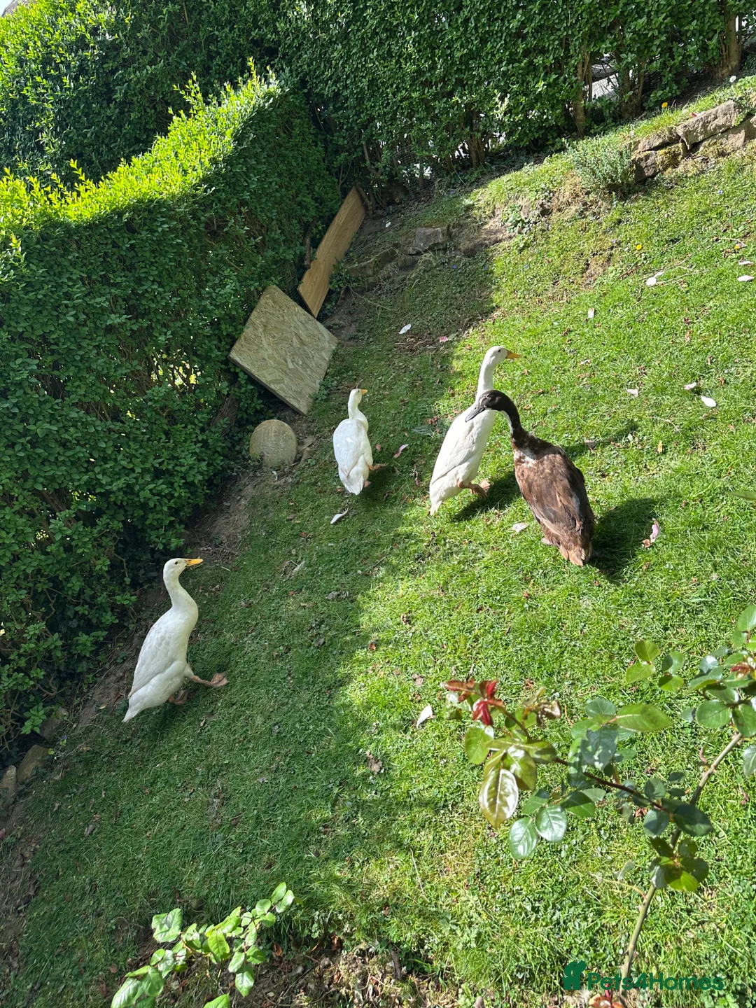 Ducks poultry for sale: Indian runner duck/ females  - Advert 1