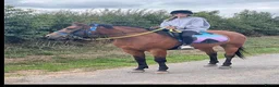 English Thoroughbred horses for sale: Thoroughbred nice boy available  - Advert 3