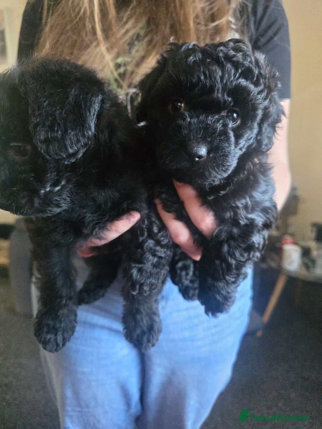 Mixed Breed dogs for sale: Mixed breed puppies 6 weeks old  - Advert 4