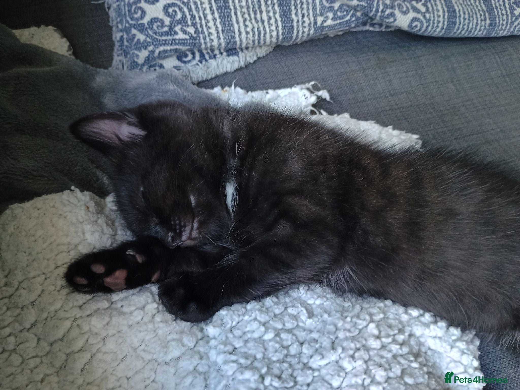 Mixed Breed cats Fluffy Black Tabby Kitten ready to leave soon  - Advert 13