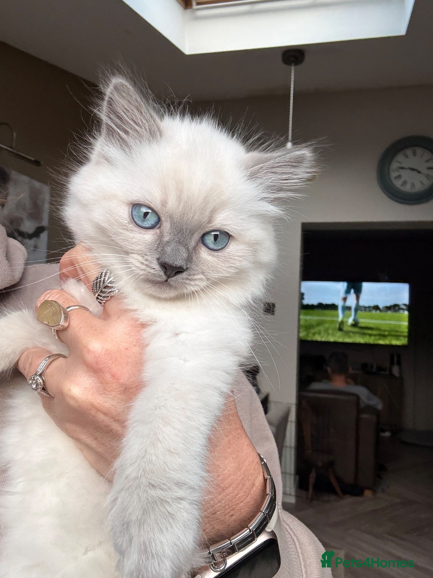 Ragdoll cats Ragdoll x British long hair - Advert 2